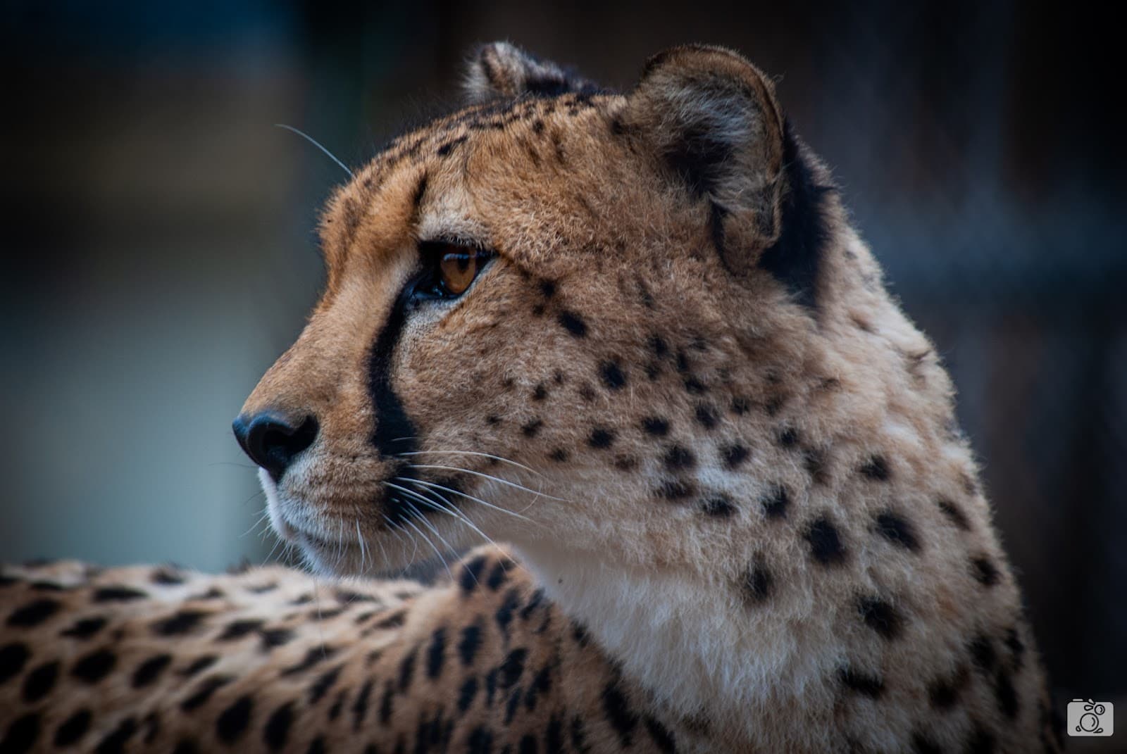 Roer's Zoofari - Image 1