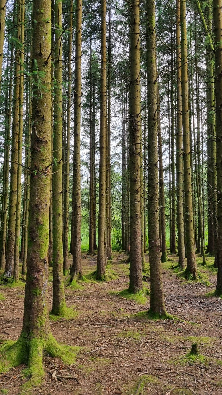 Mynydd Mawr Woodland Park - Image 1