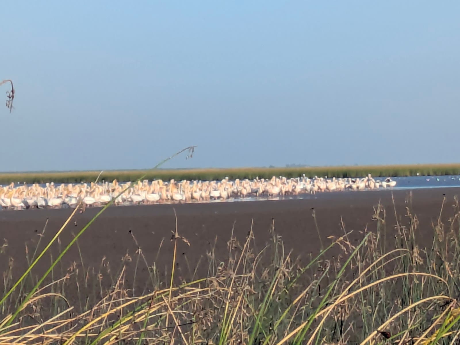 Porbandar Ghed Wetlands - Image 1