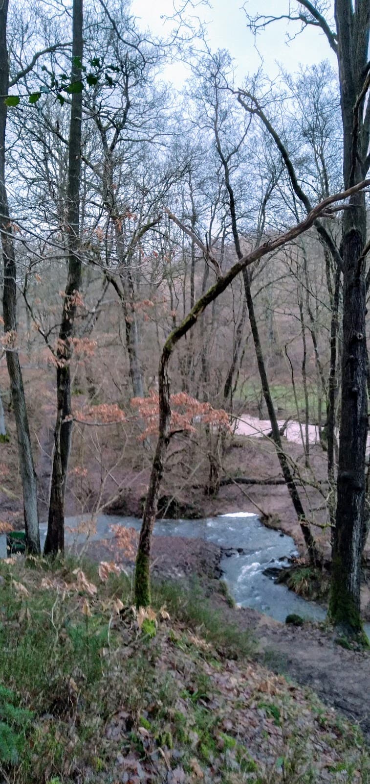Dowles Brook - Image 1