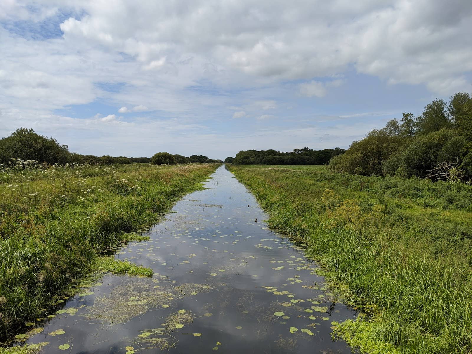 Bittern Sightings