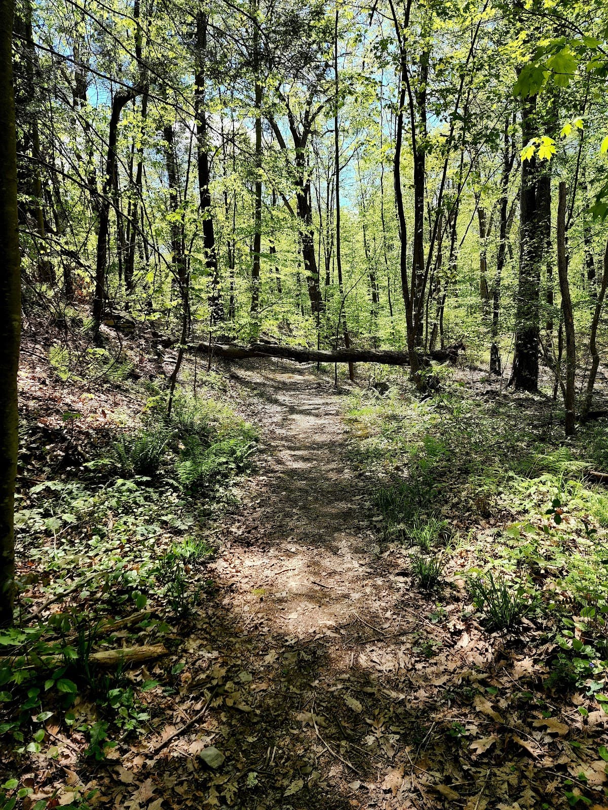 Roosevelt Farm Lane Trail - Image 1