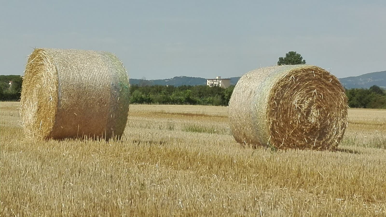San Piero a Ponti - Image 1
