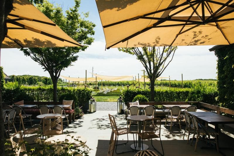 Shinn Estate Vineyards - Image 1