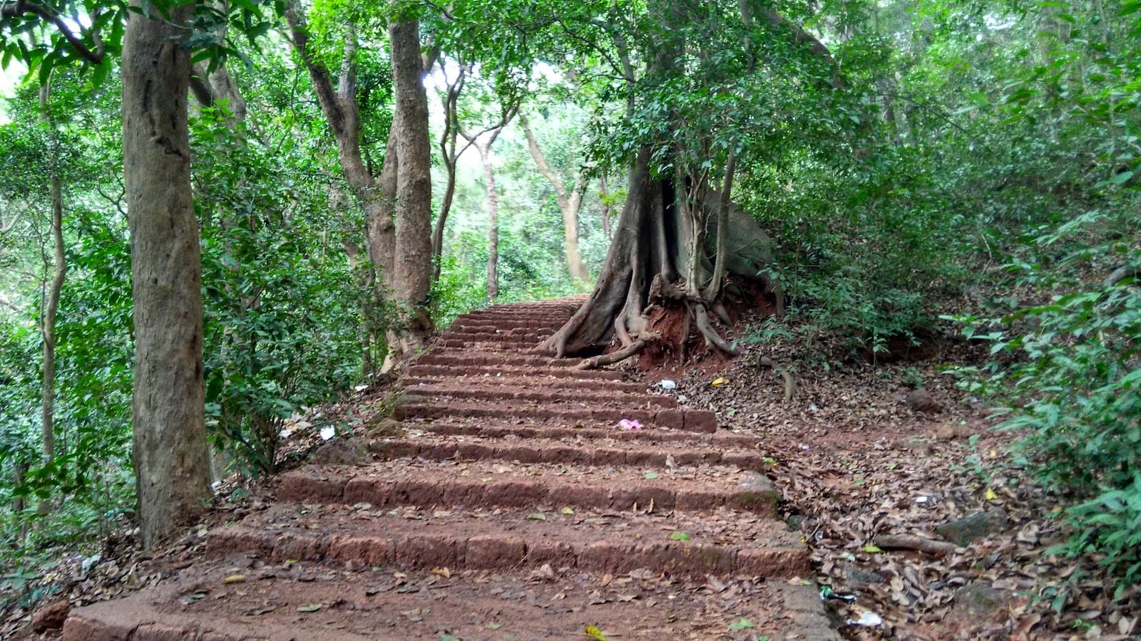 Monkey Point - Image 1