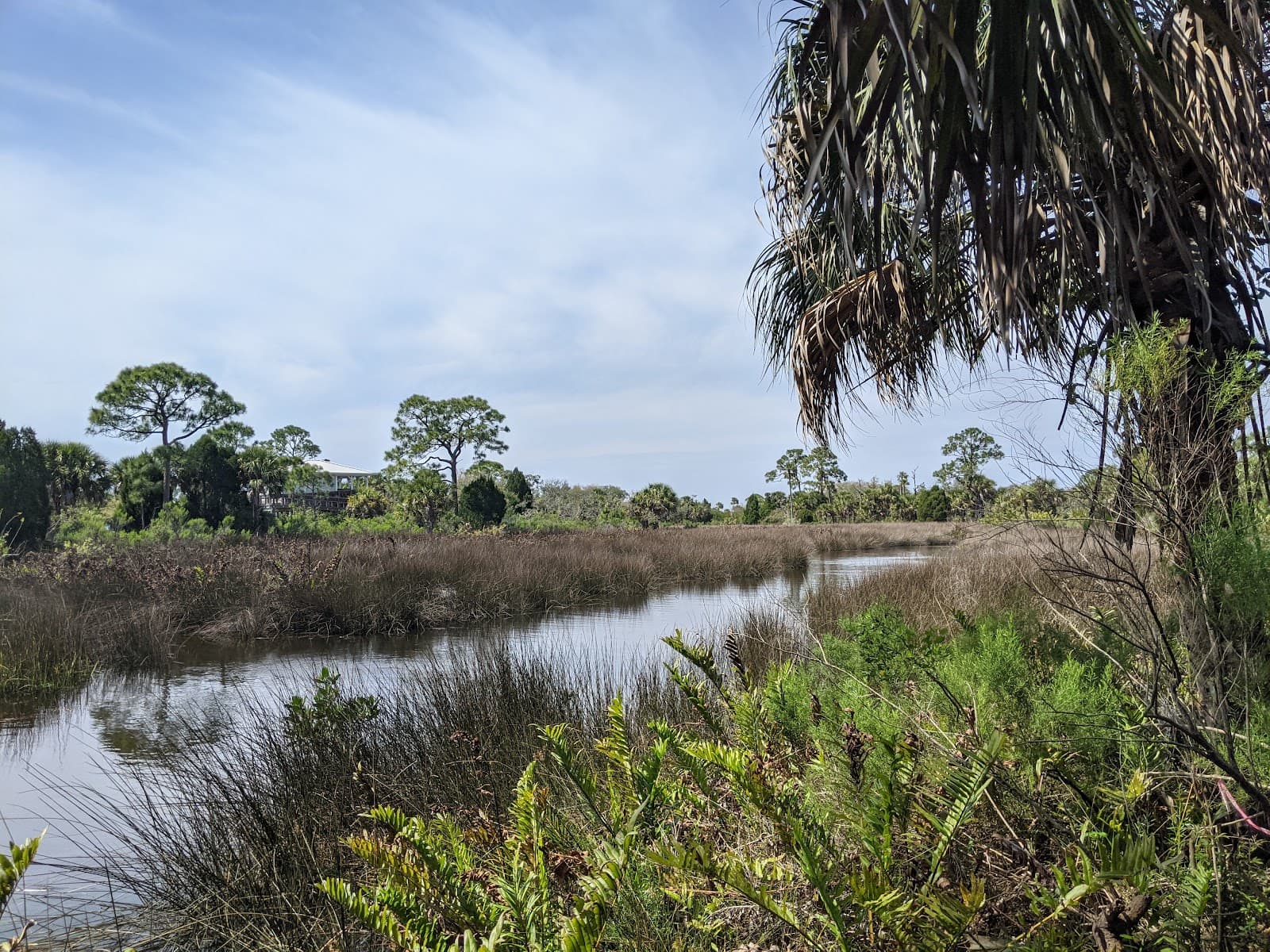 Werner-Boyce Salt Springs State Park - Image 1