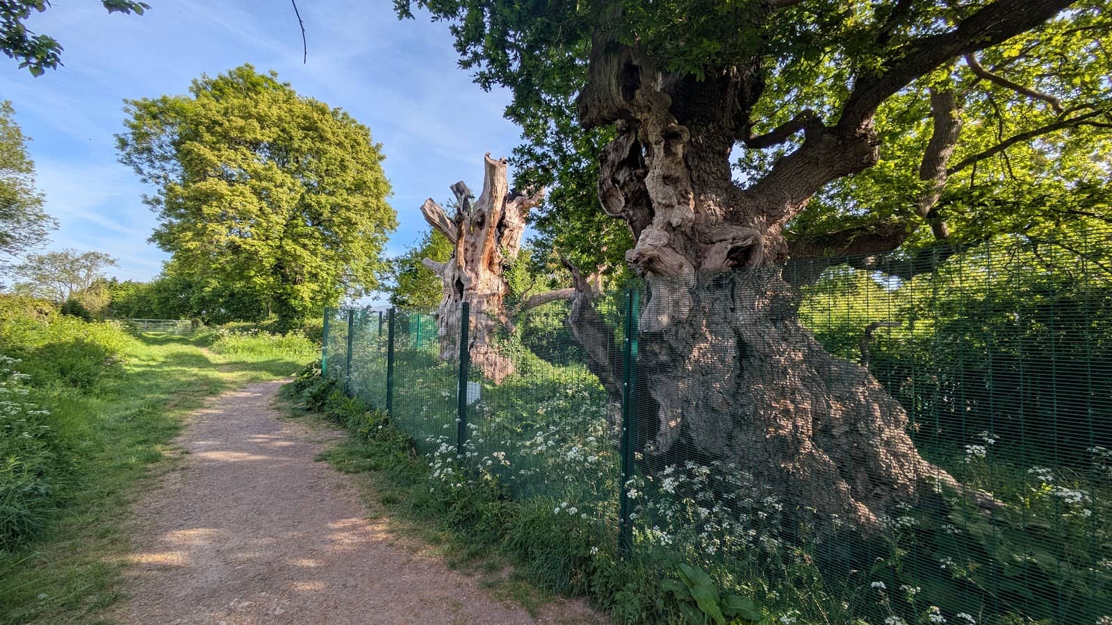 The Avenue of Oaks (Historical)