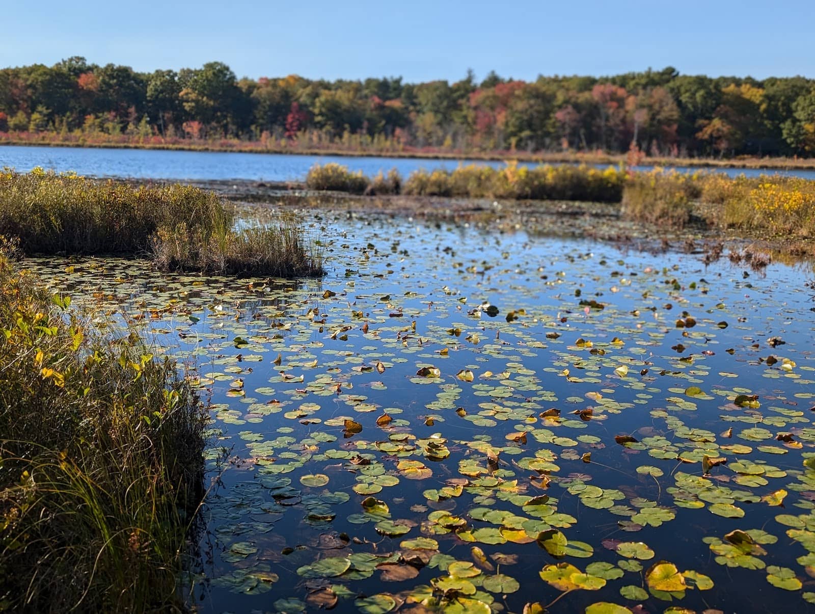 Changing Leaves