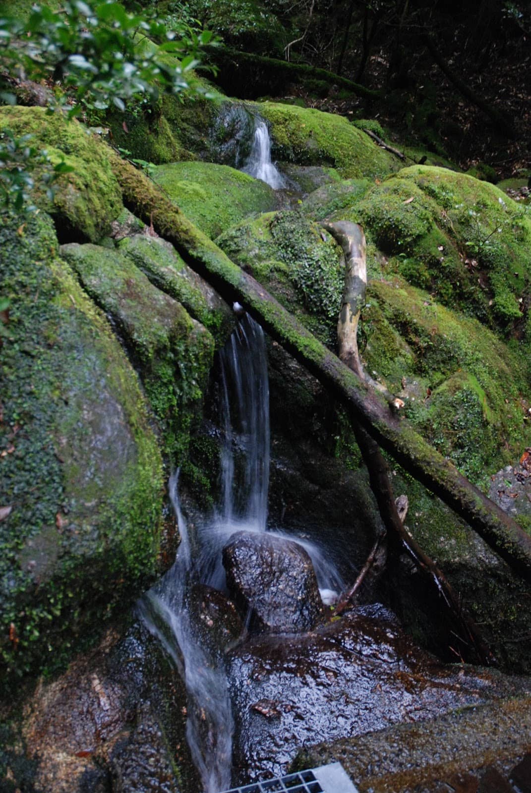Yakusugi Land