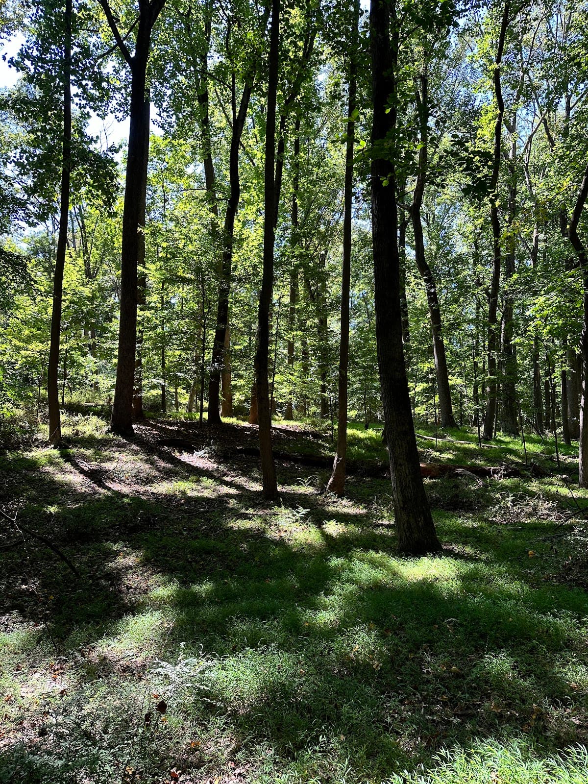 B&O Railroad Bridge (Ellicott City) - Image 1