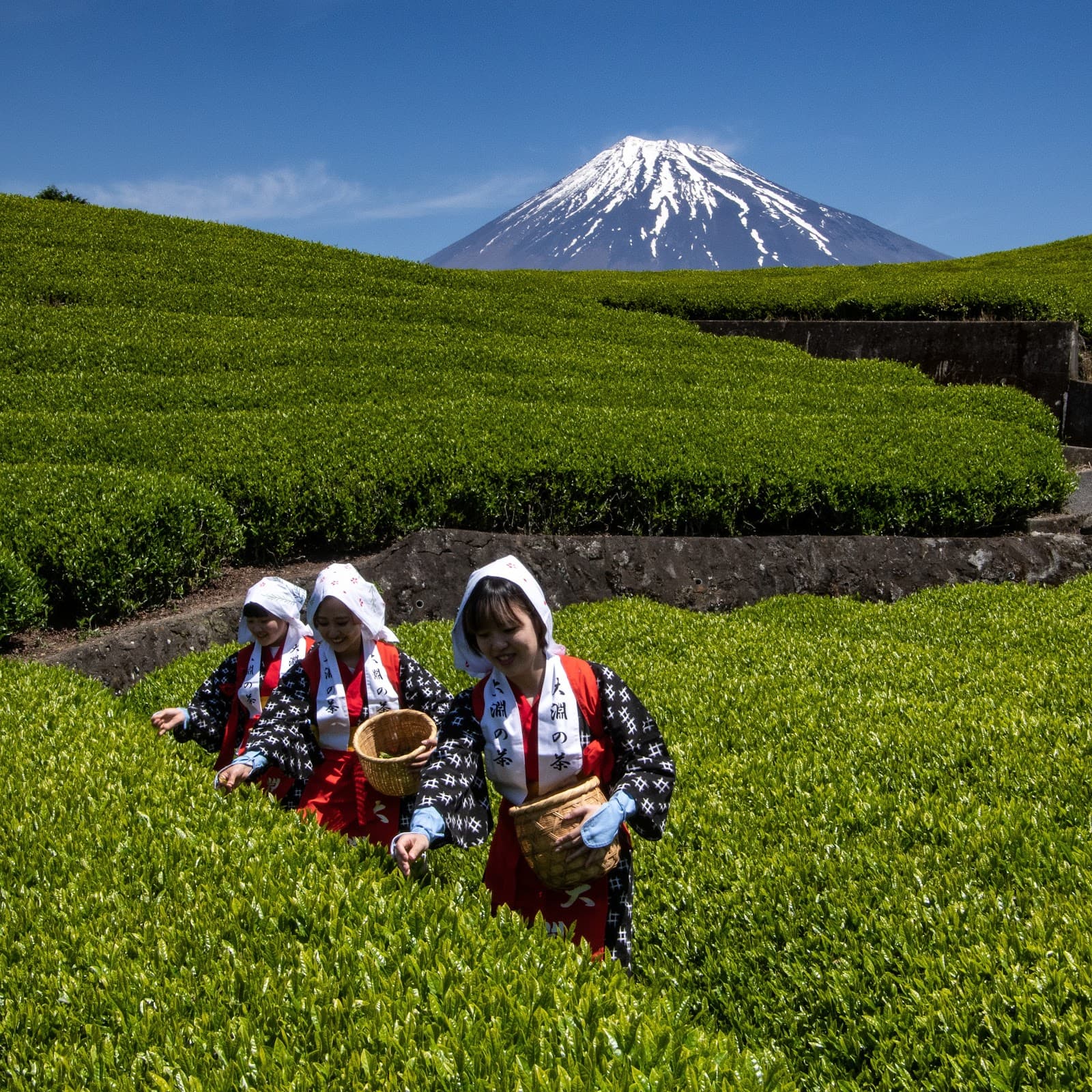 Obuchi Sasaba Tea Fields - Image 1