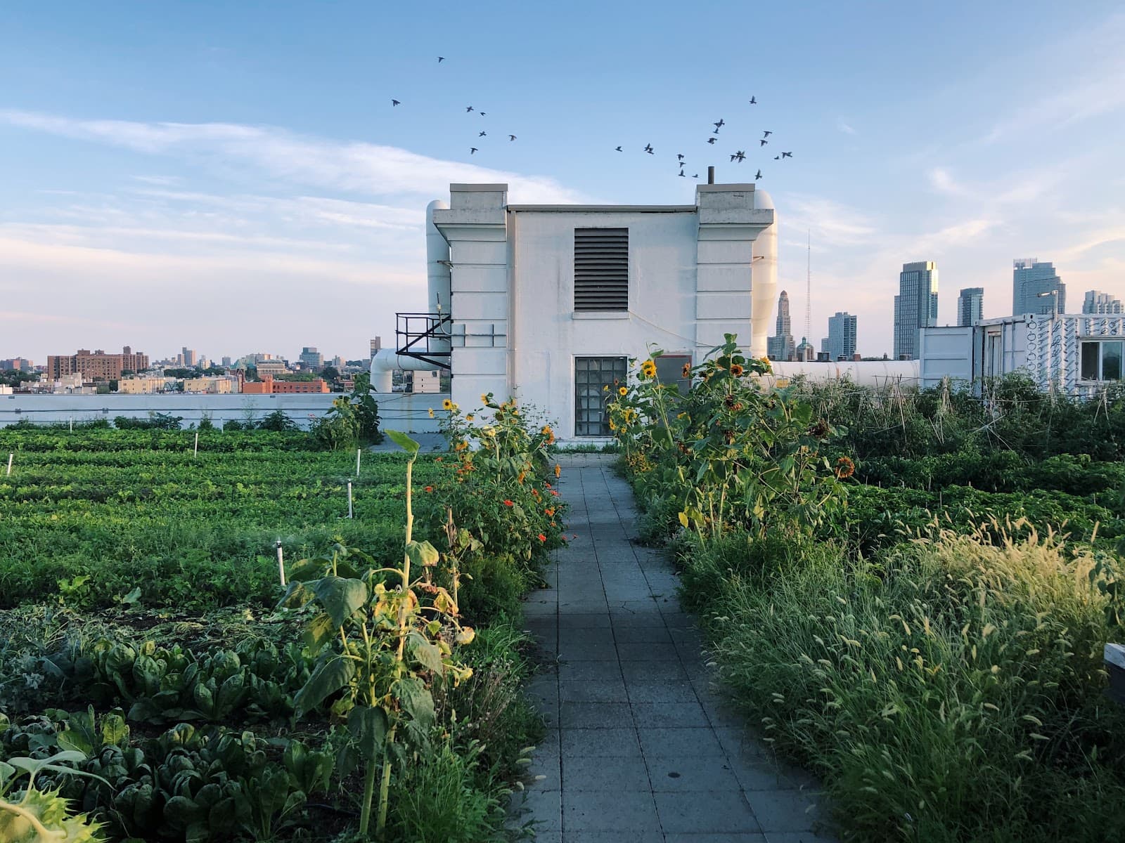 Brooklyn Grange Brooklyn Navy Yard - Image 1