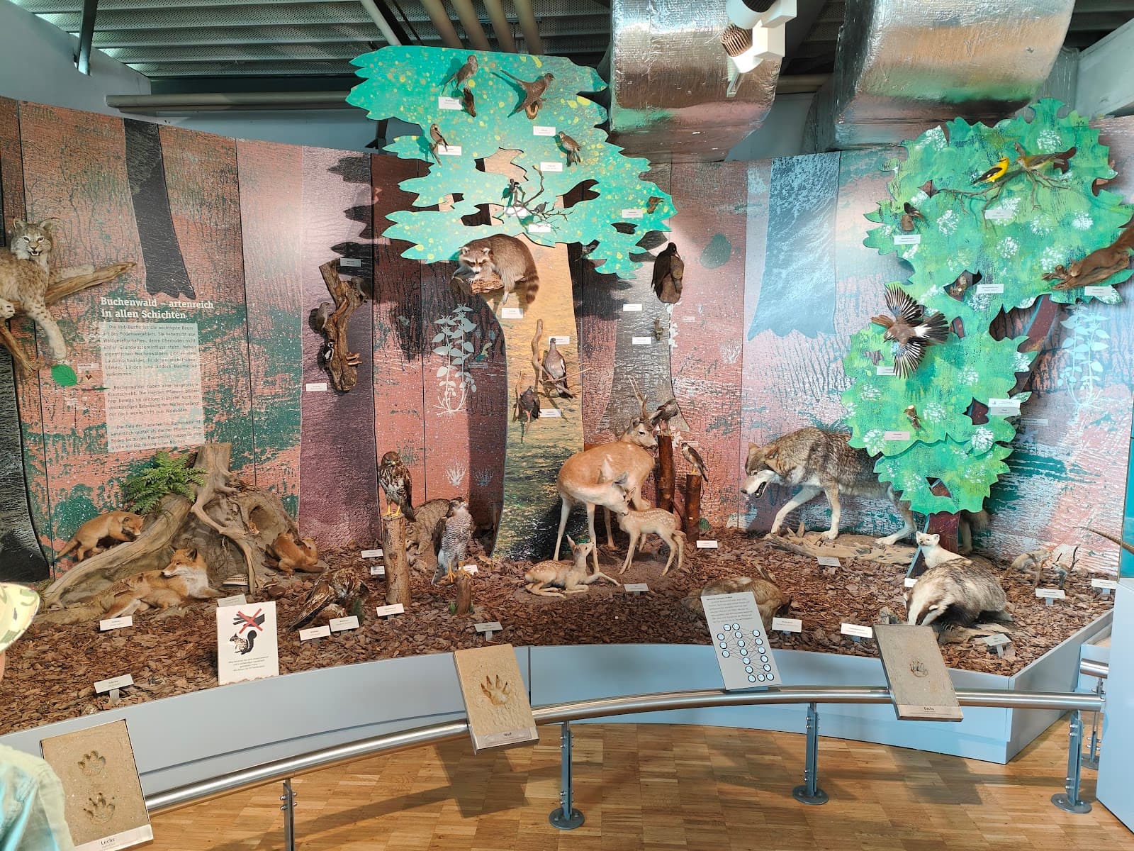 Bodensee Naturmuseum Konstanz - Image 1
