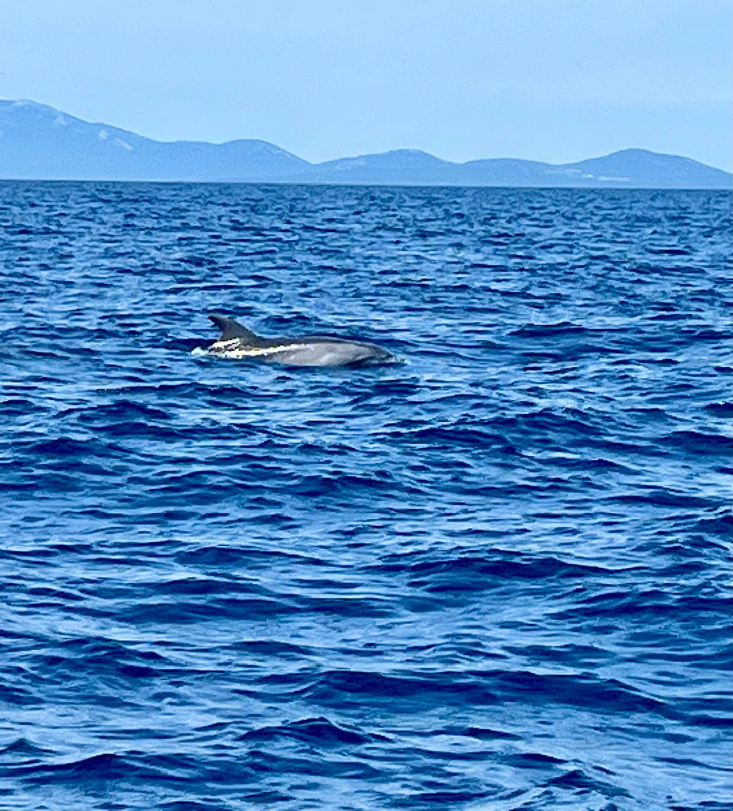 Symbolic Dolphin Adoption