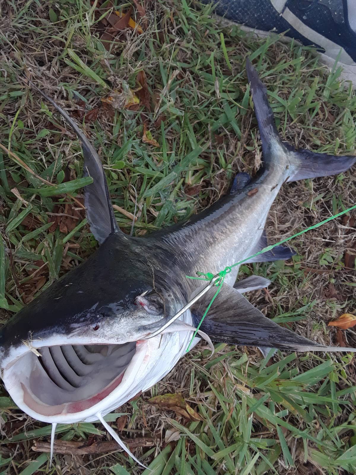Peace River Wildlife Center