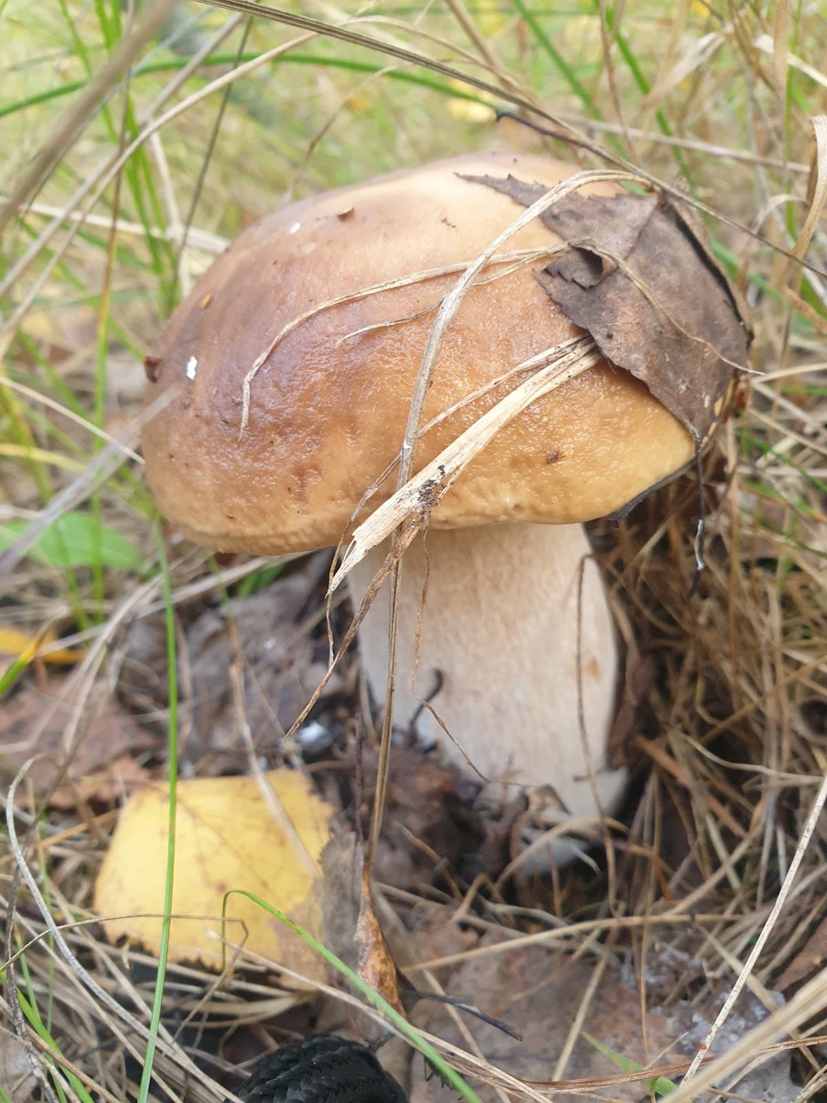 Kanavino Historic District - Image 1