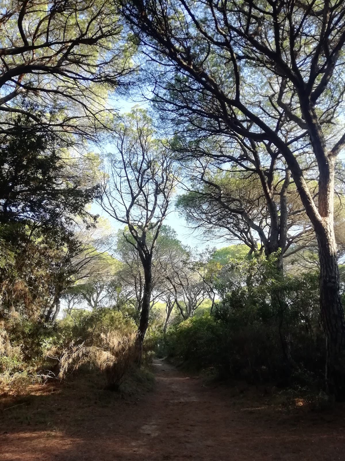 Pineta del Tombolo - Image 1