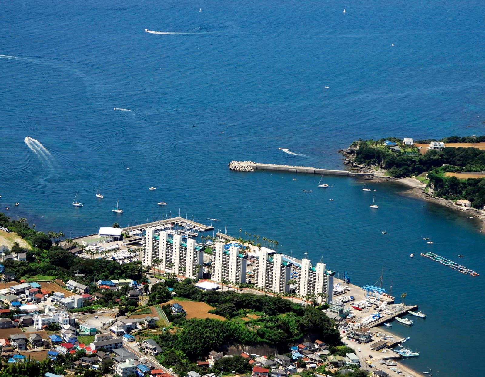 Seabornia Marina - Image 1