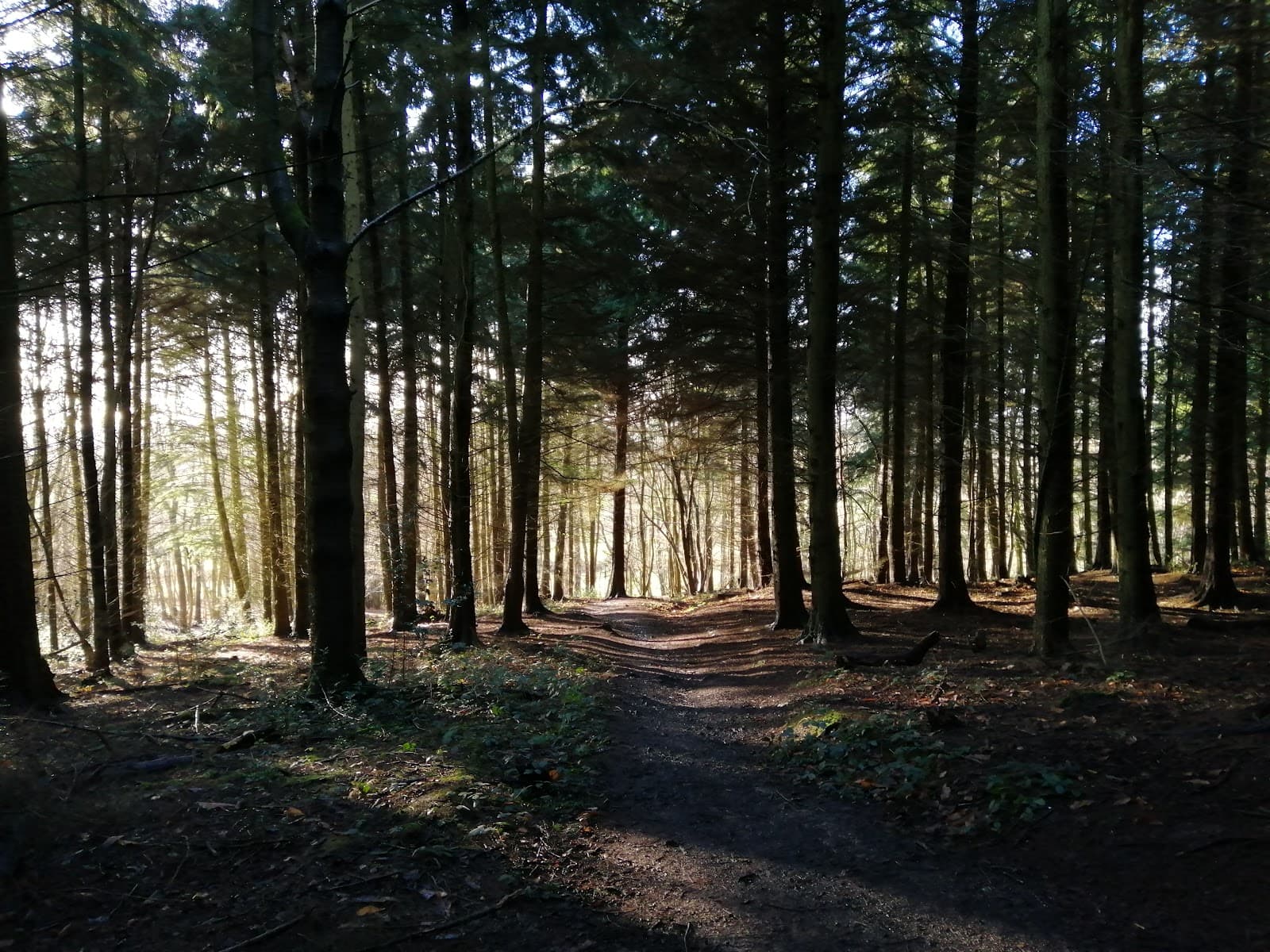 Sulham Woods - Image 1