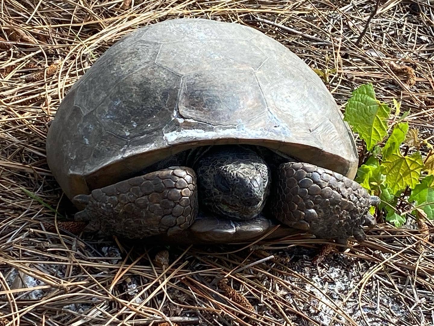 Wildlife Encounters