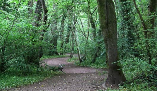 Woodland Sculptures