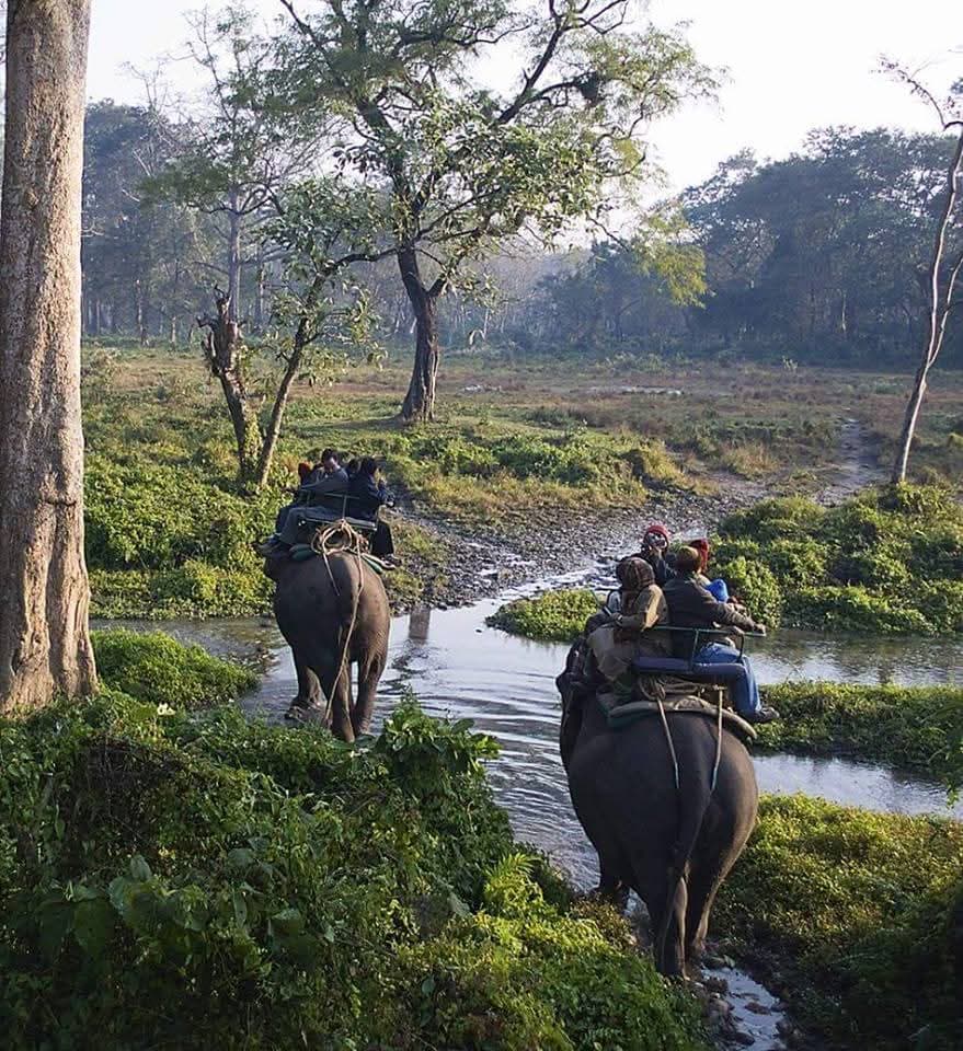 Jaldapara National Park (day trip) - Image 1
