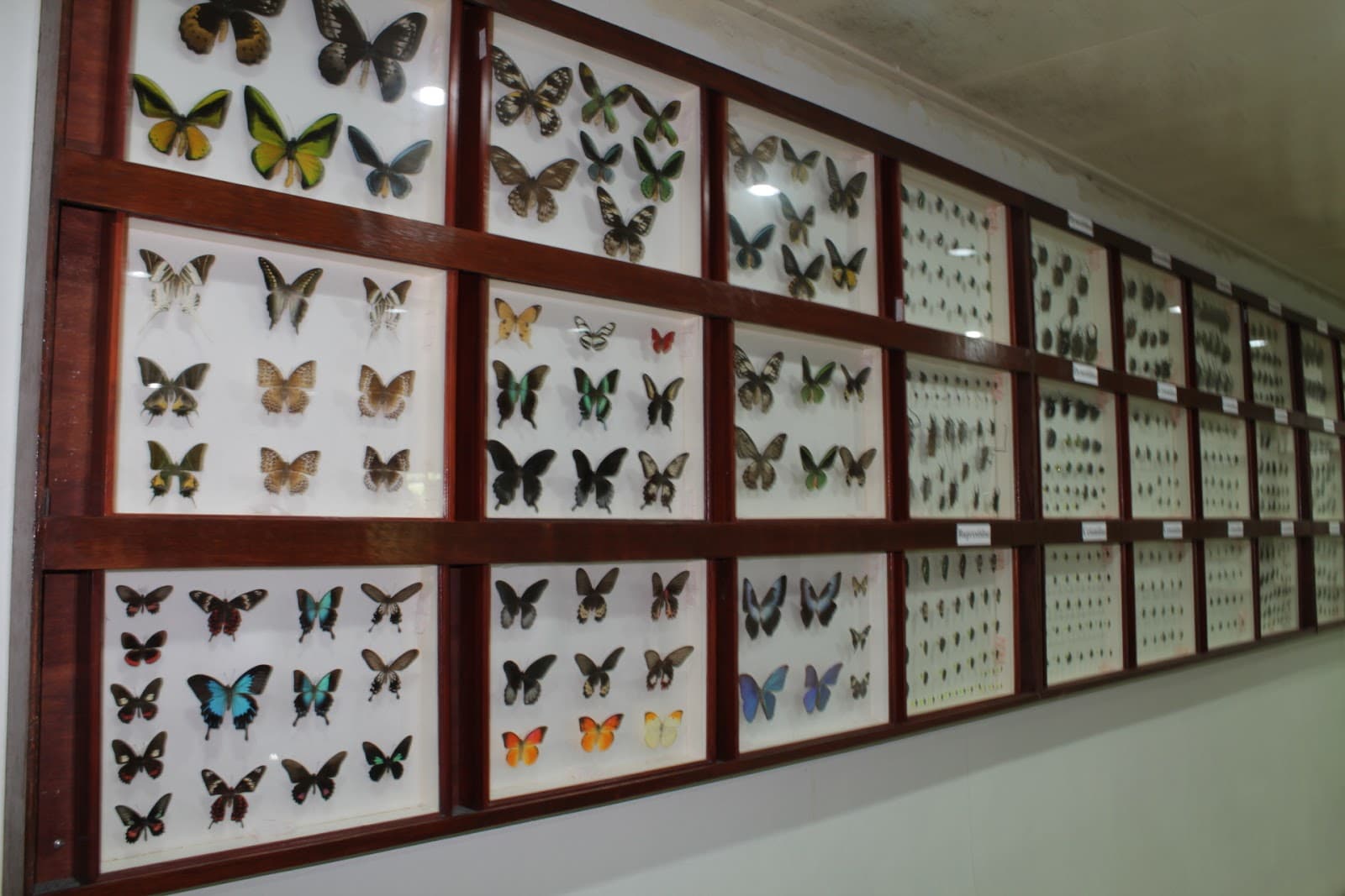 Kipandi Butterfly Park - Image 1