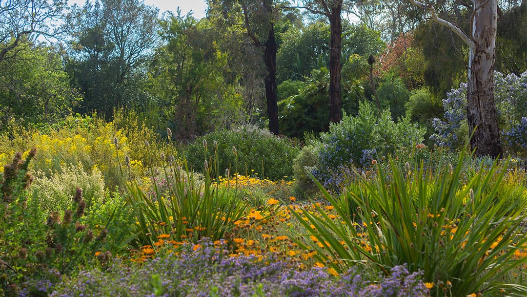 Wittunga Botanic Garden - Image 1