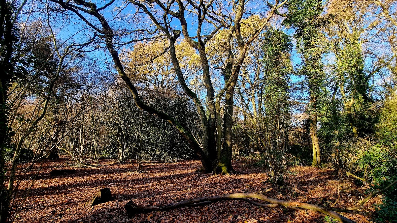 Nunnery Wood Local Nature Reserve - Image 1