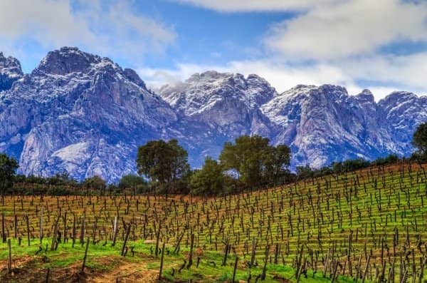 Vineyard Tours