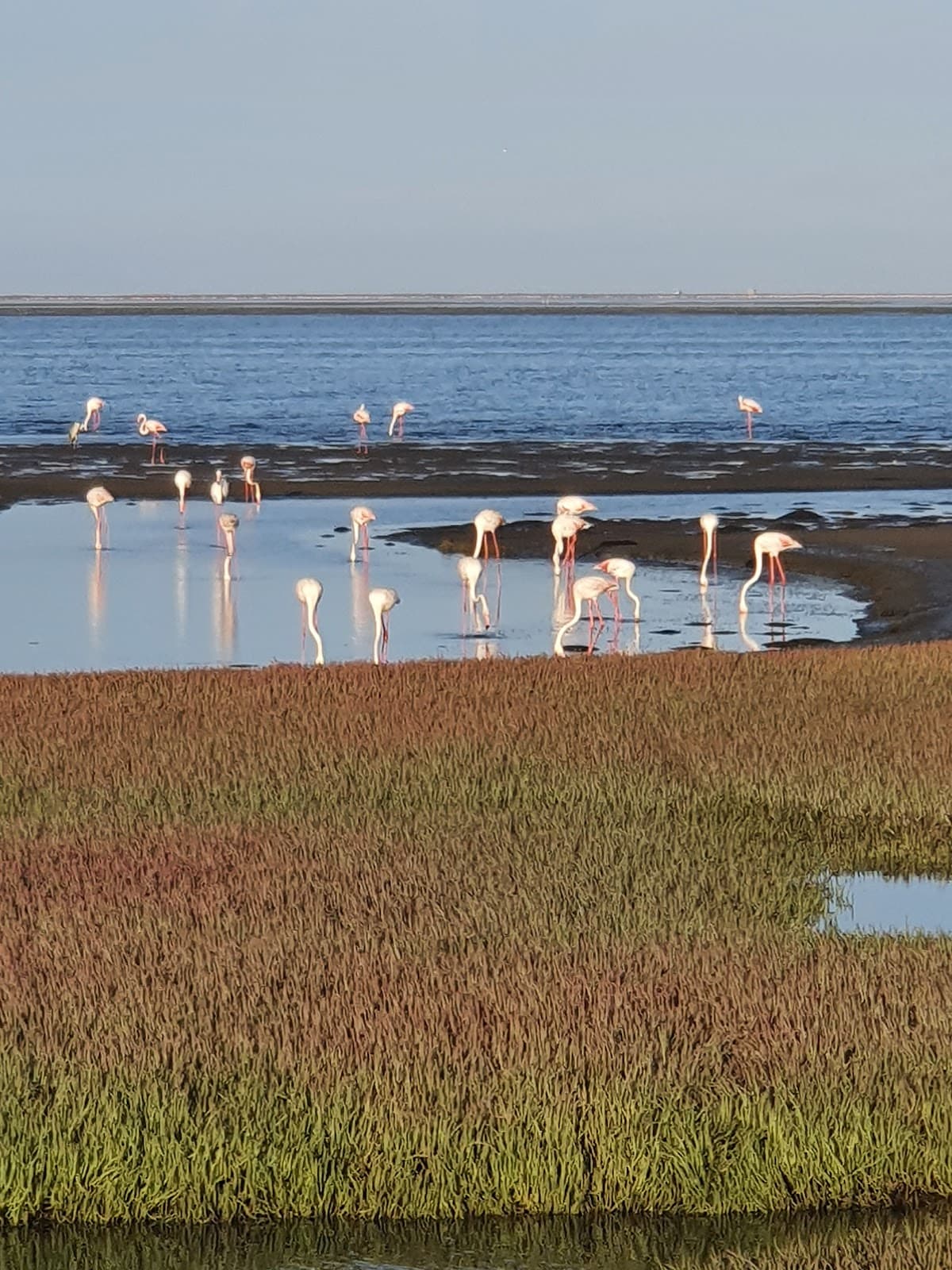 Walvis Bay Lagoon - Image 1