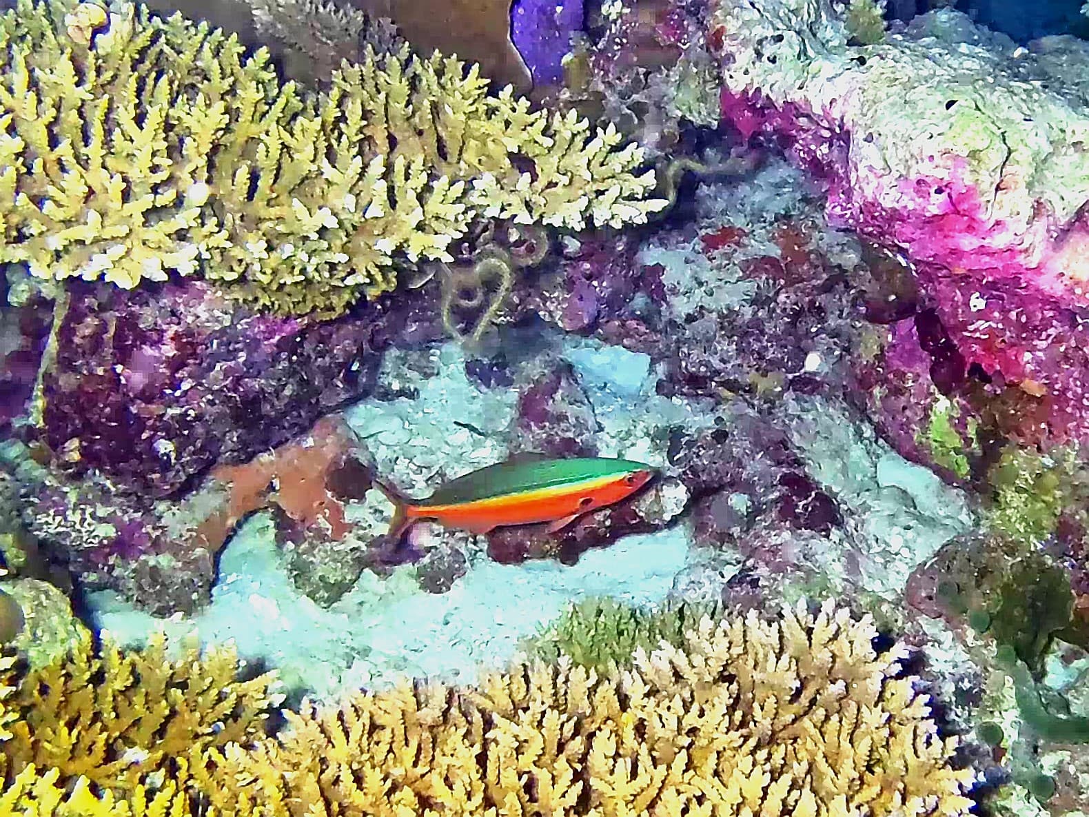 British Loyalty Wreck - Image 1