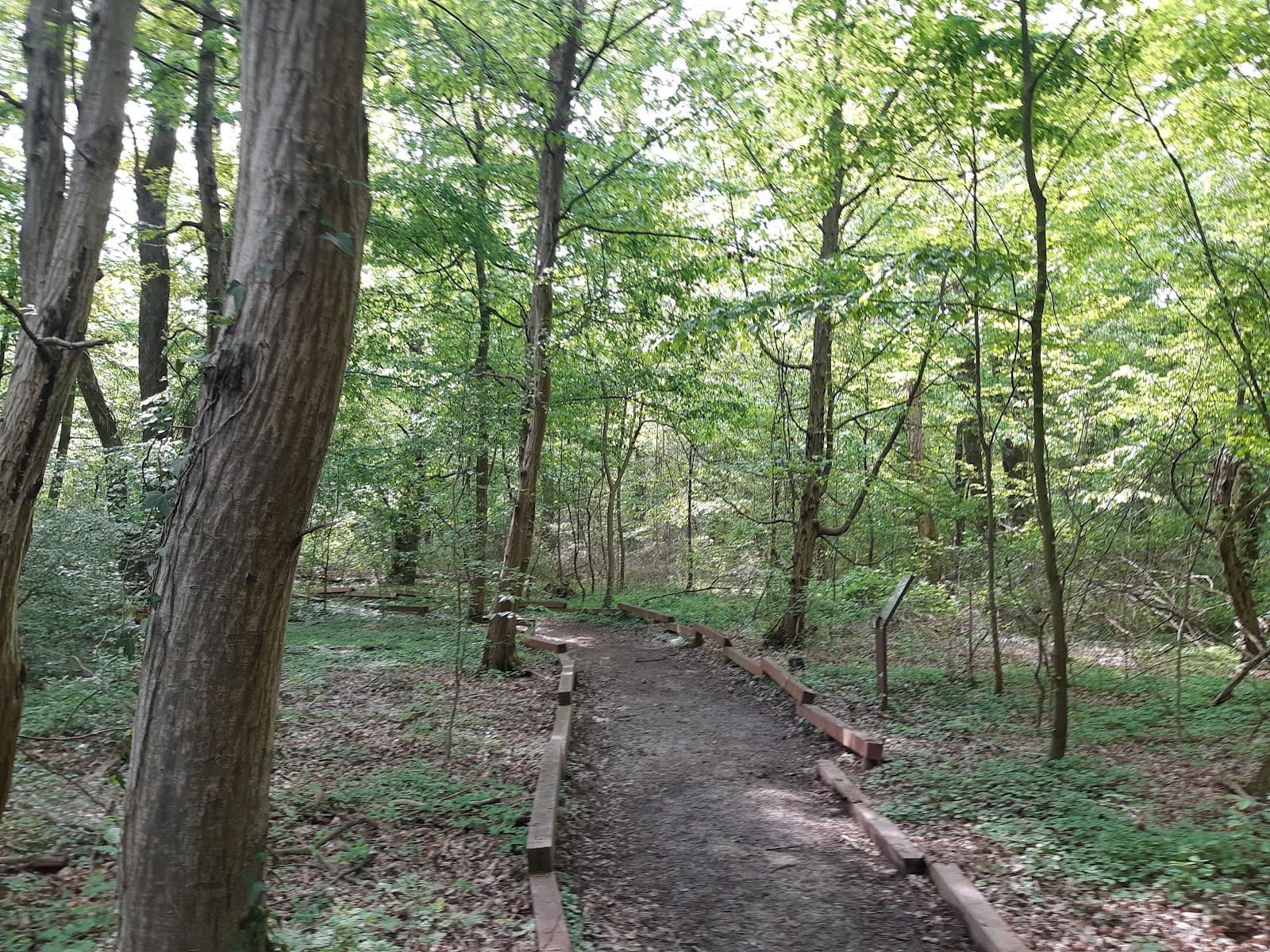 Bosco di Carpenedo - Image 1