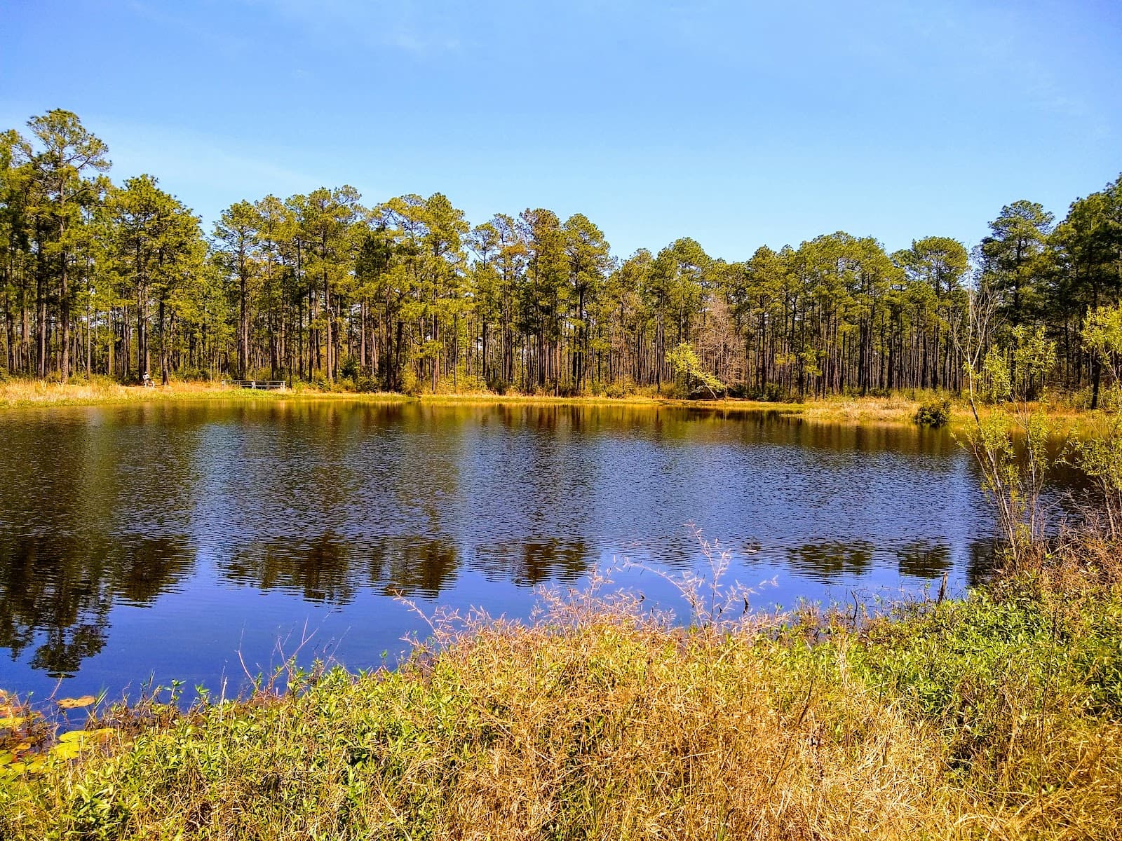 De Soto National Forest - Image 1