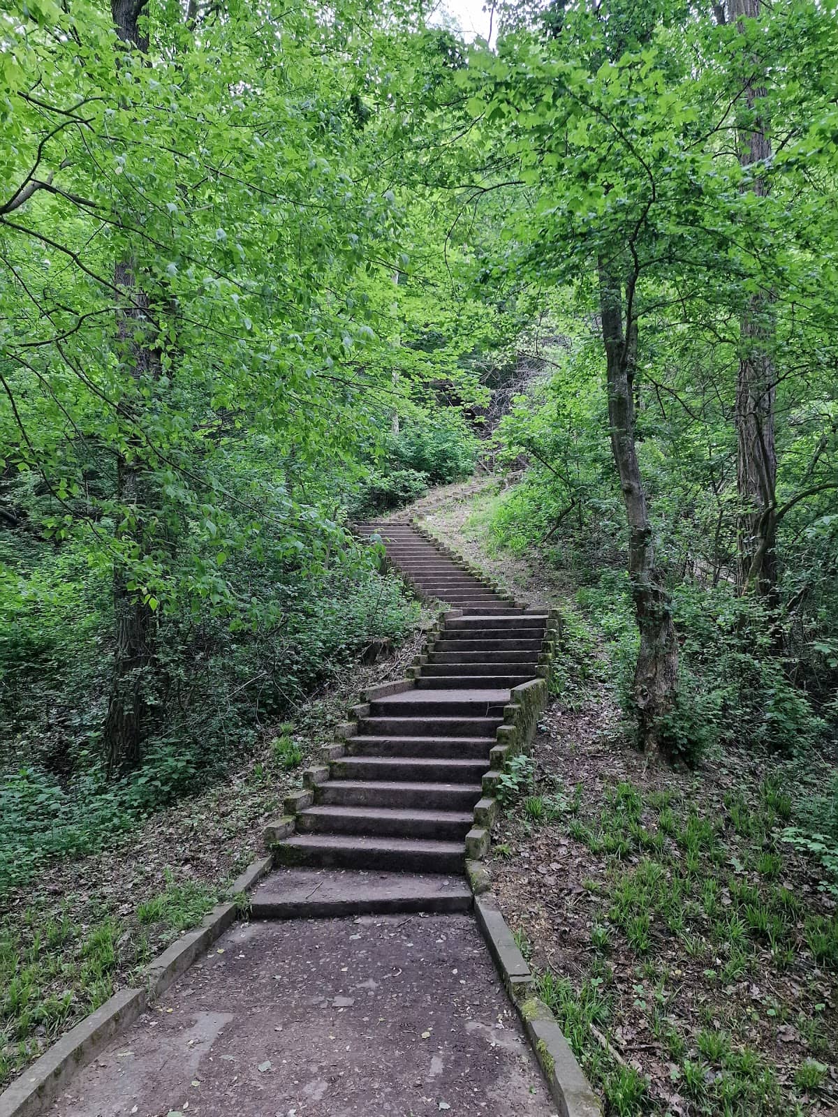 Tamed Forest Trails