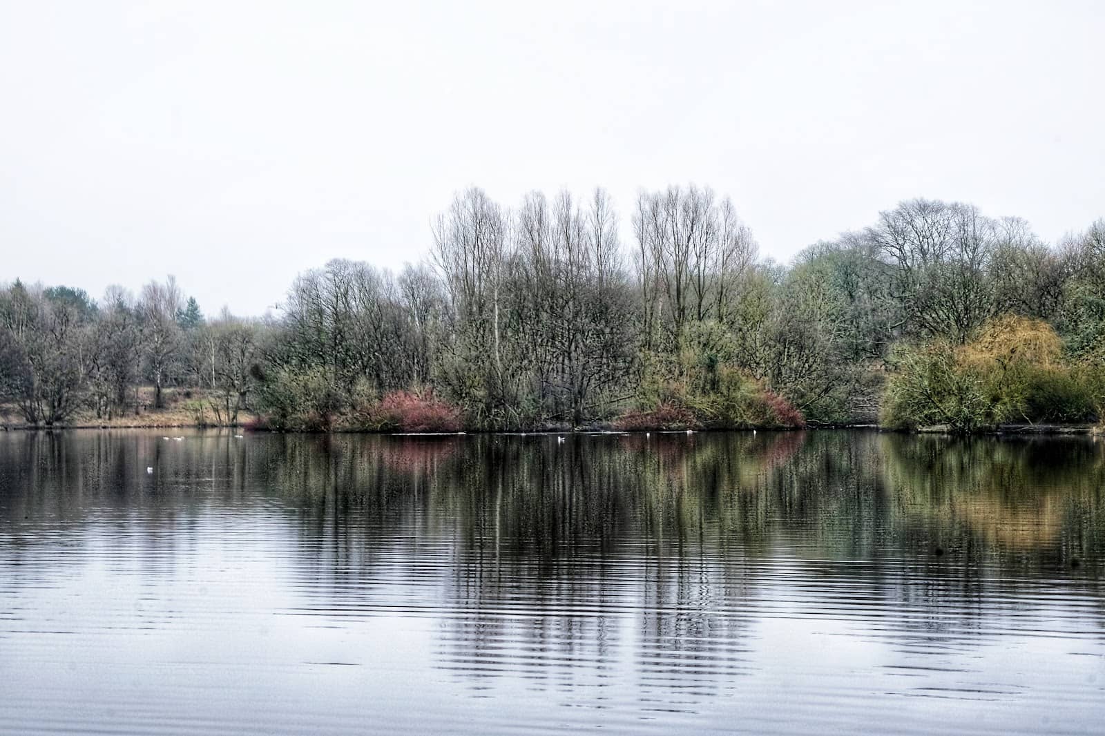 Dog-Friendly Adventures