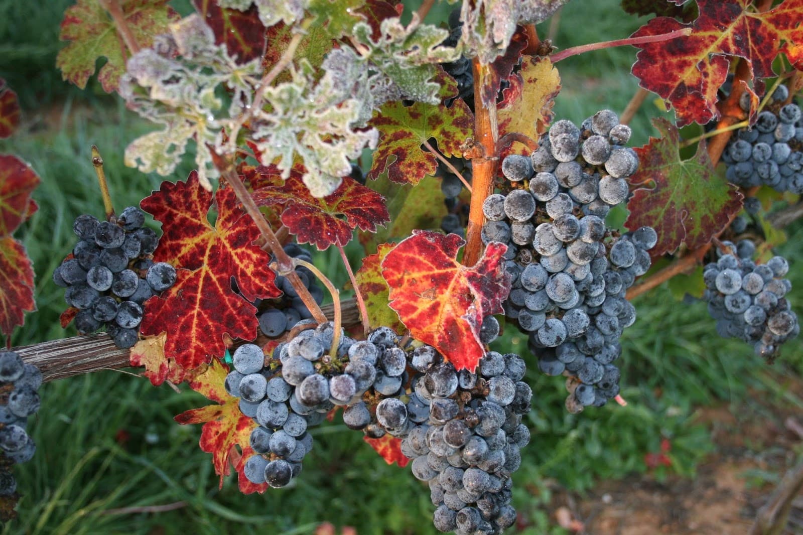 Barboursville Vineyards and Ruins - Image 1