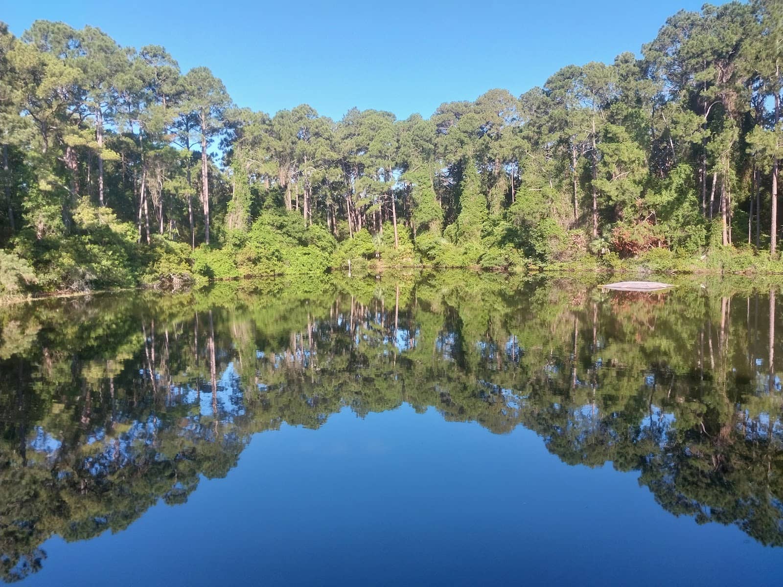 Alligator Potential