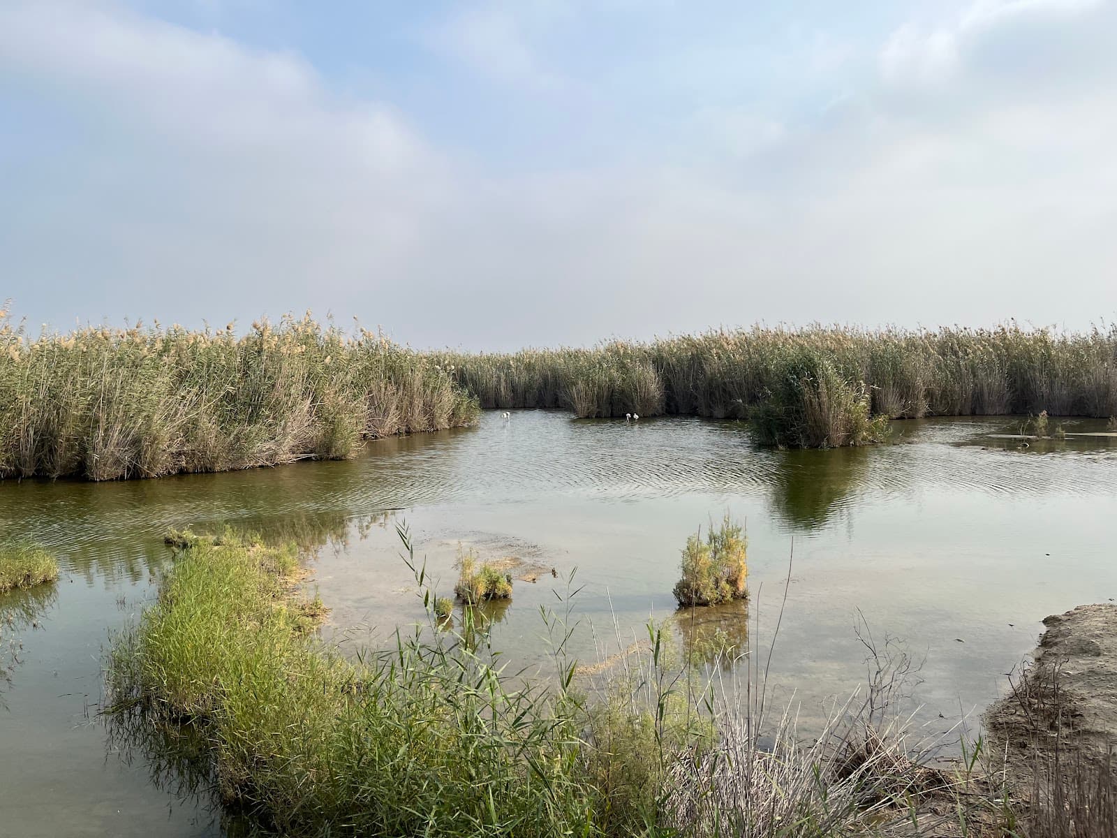 Jahra Pools Reserve - Image 1