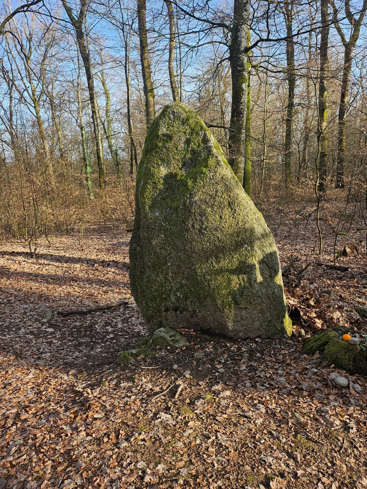 Peaceful Forest Setting