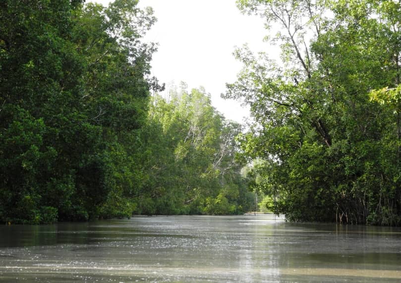 Mangrove Exploration