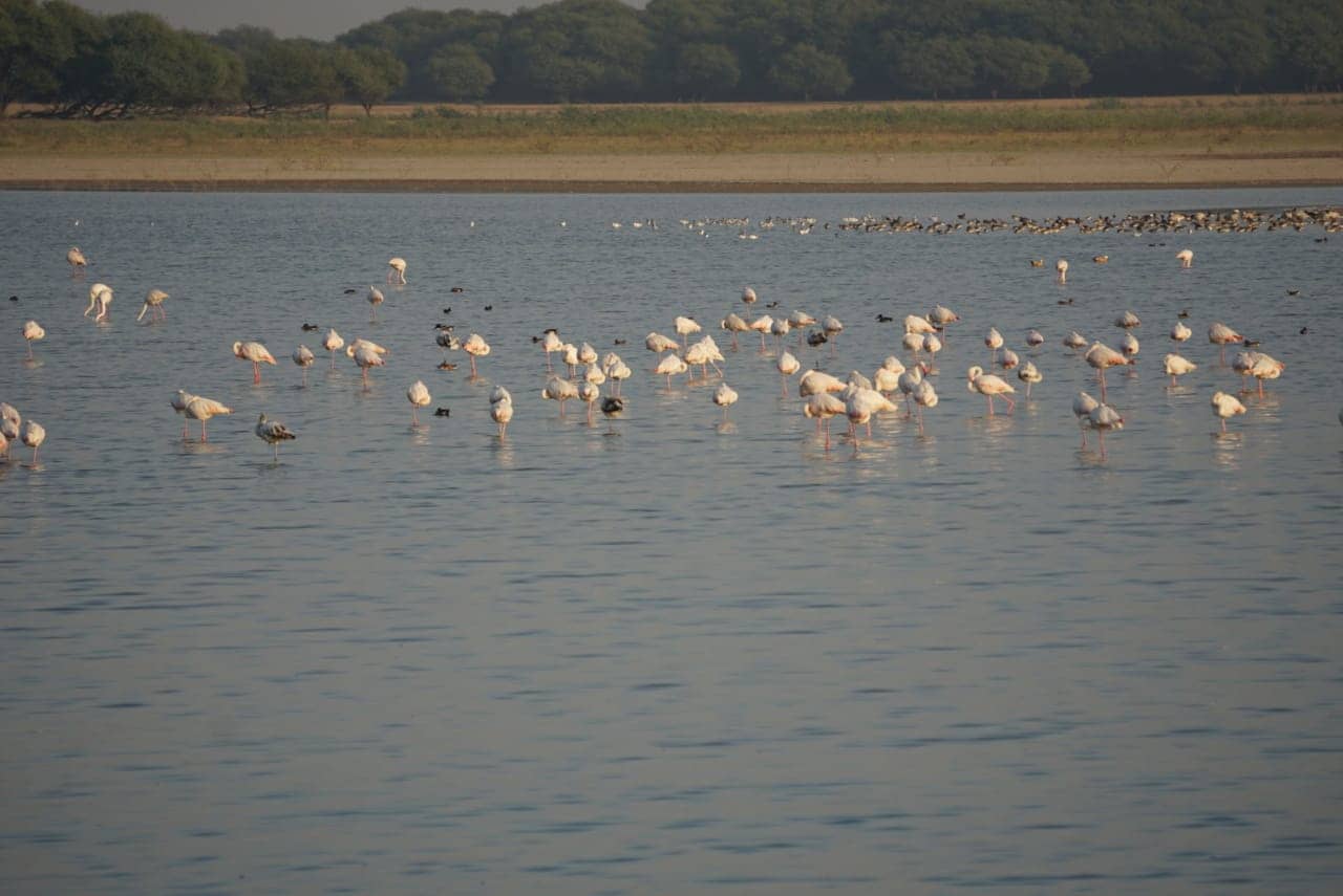 Peaceful Lakeside Stroll
