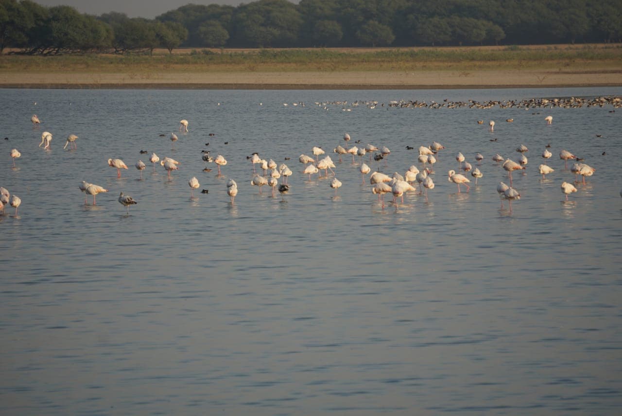 Thol Lake Bird Sanctuary - Image 1