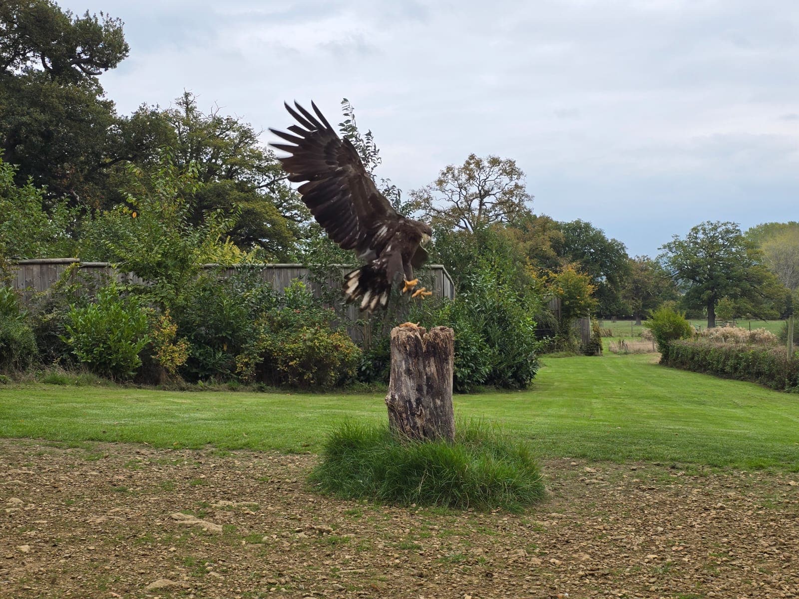 Cotswold Falconry Centre - Image 1