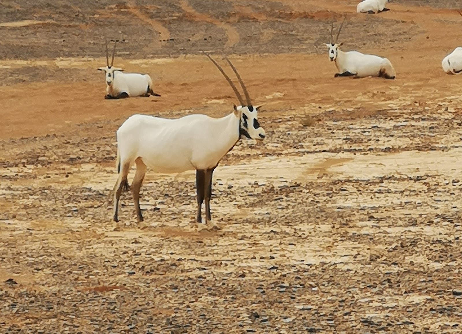 Shaumari Wildlife Reserve Jordan - Image 1