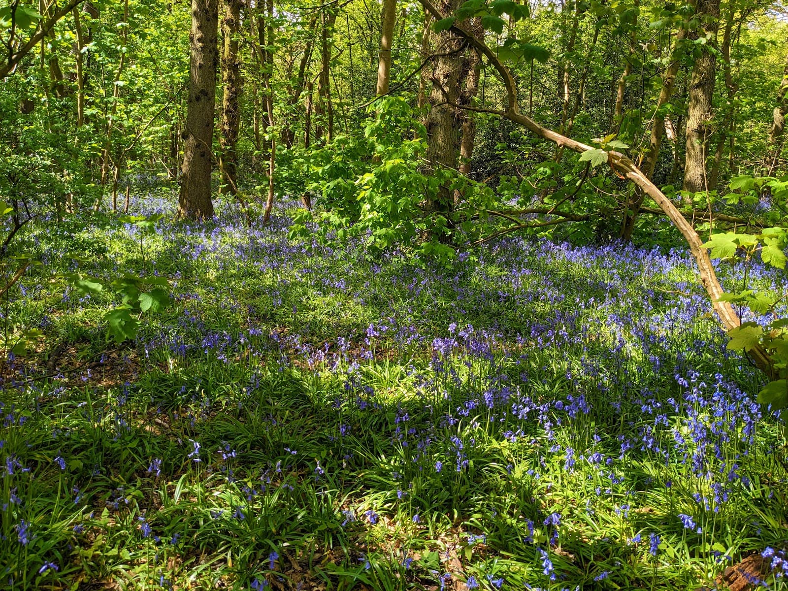 Hem Heath Woods - Image 1