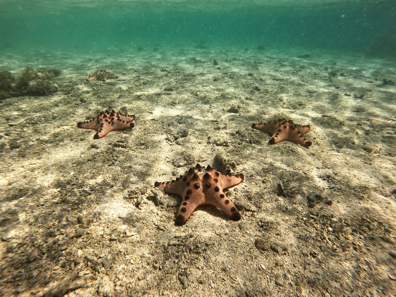 Starfish Sandbar (Port Barton) - Image 1