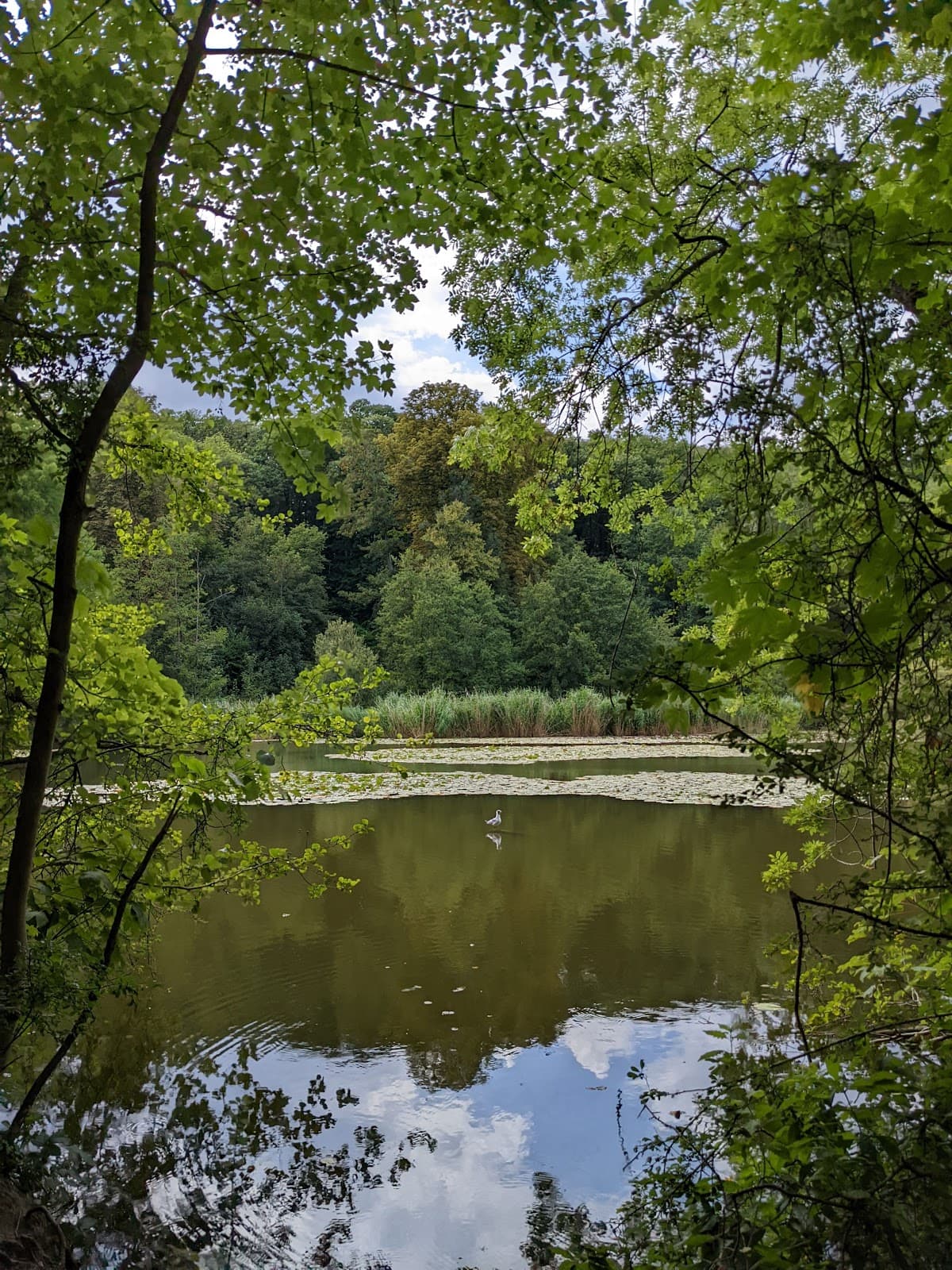Forêt de la Malmaison (Saint-Cucufa) - Image 1