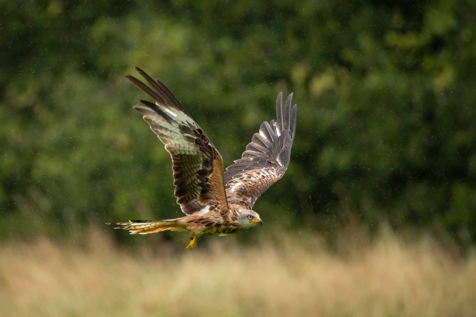 Gigrin Farm Red Kite Feeding Centre - Image 1