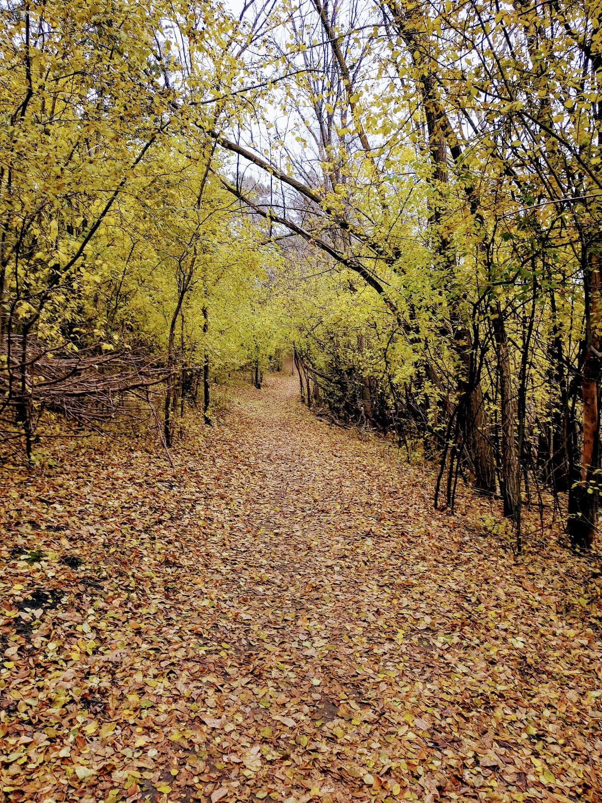 Kiwanis Woodlot Park & Nature Area - Image 1